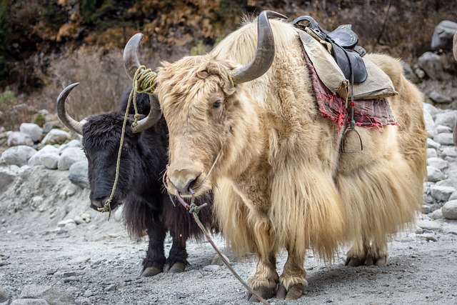 马纳利 喜马拉雅山 牦牛 - 上的免费照片
