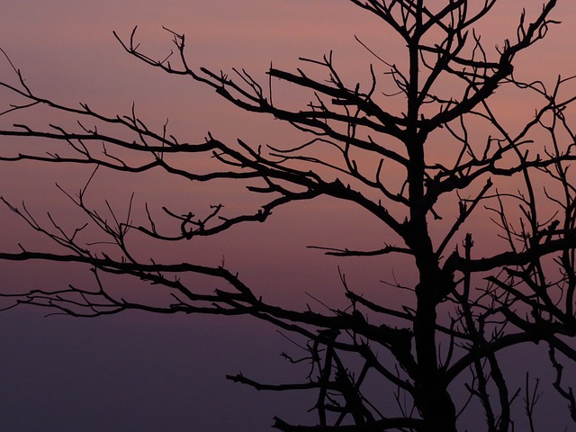 夕陽 樹枝 剪影 - 上的免费照片