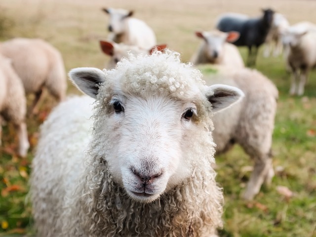 爱尔兰 羊 羔羊 - 上的免费照片