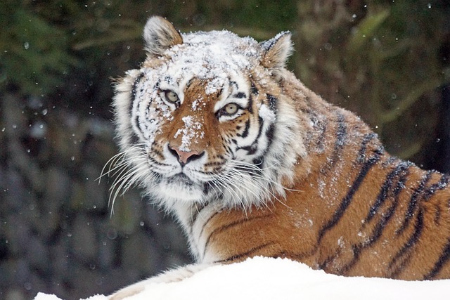 Amurtiger 大猫 捕食者 - 上的免费照片