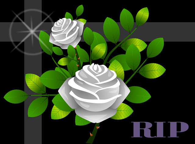 玫瑰 花朵 花的 - 上的免费图片