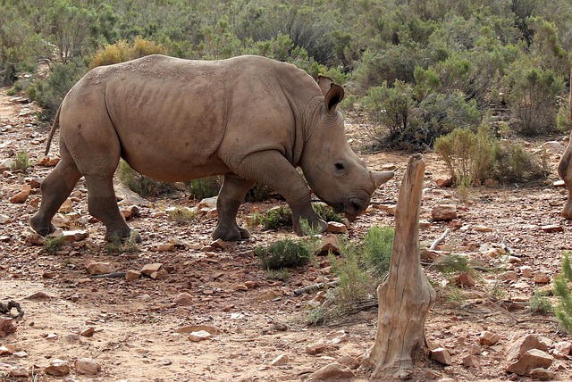 南非 拉奎拉博彩渡假村 犀牛 - 上的免费照片
