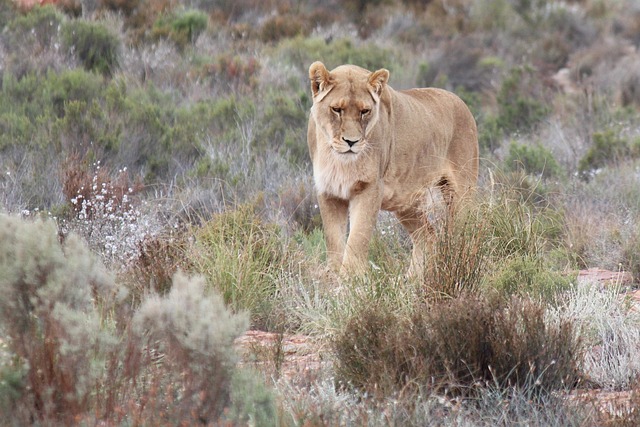 南非 拉奎拉博彩渡假村 母狮 - 上的免费照片