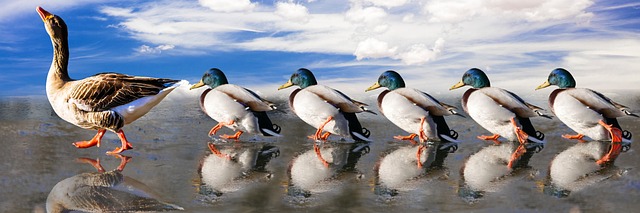 动物 鸭子 水鸟 - 上的免费照片