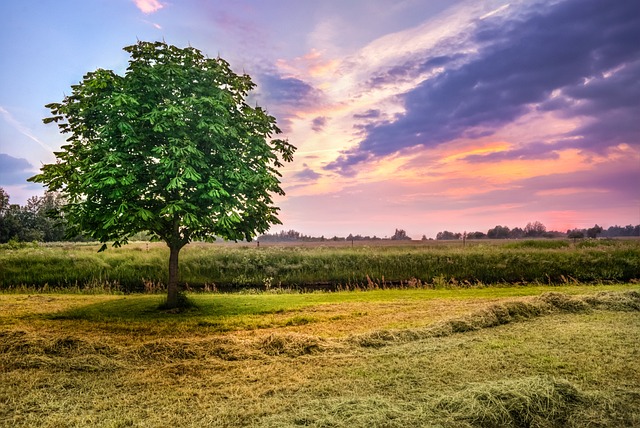 栗树 日落 草地 - 上的免费照片