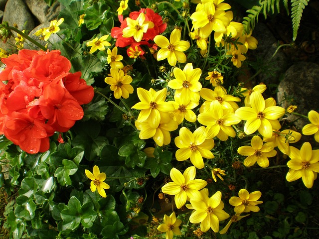 花朵 花园 植物 - 上的免费照片