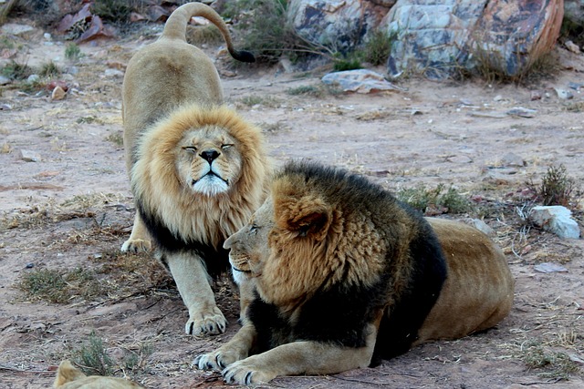 狮子 动物 南非 - 上的免费照片