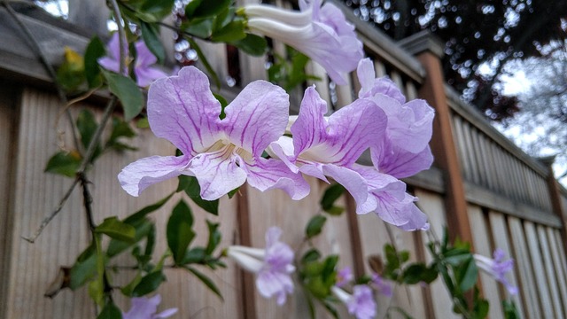 紫花 自然 - 上的免费照片