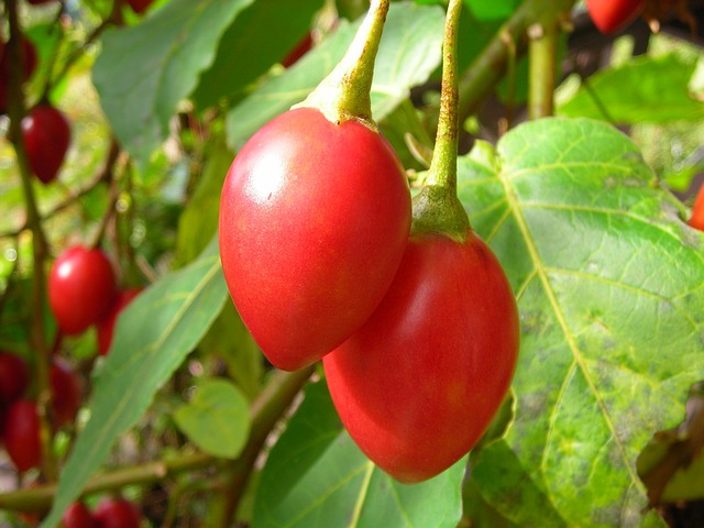 小蕃茄 紅色 - 上的免费照片