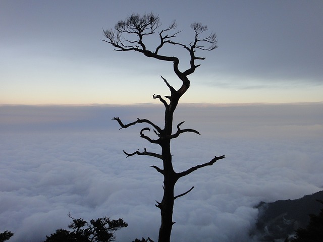 雲海 巨木 - 上的免费照片