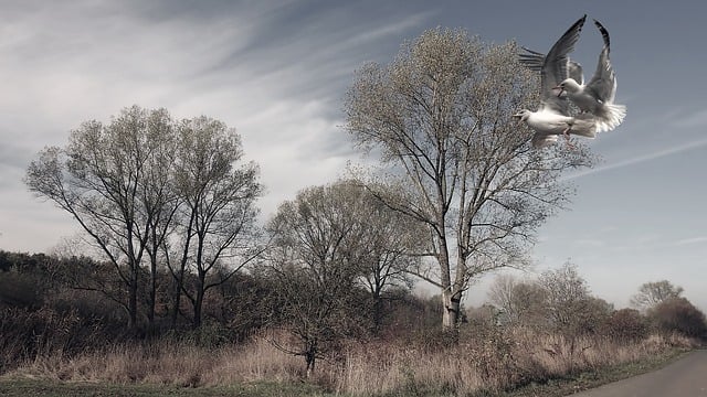 景观 树木 鸟类 - 上的免费图片