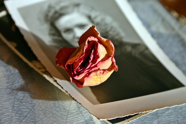 记忆 玫瑰 开花 - 上的免费照片
