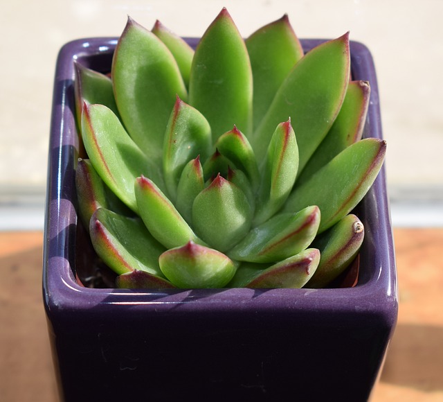 肉质的紫砂煲 Echeveria Agavoides 集装箱厂 - 上的免费照片