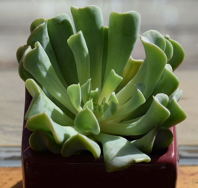 肉质暗红色的锅 Echeveria 乱七八糟的 集装箱厂 - 上的免费照片