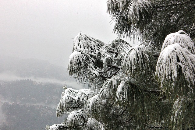 雪 树 西姆拉 - 上的免费照片