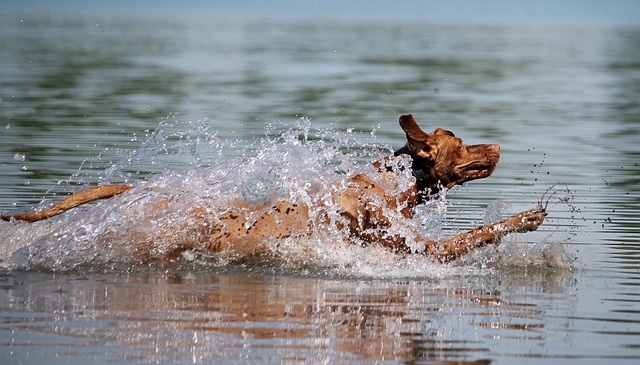 狗 维斯拉 水 - 上的免费照片