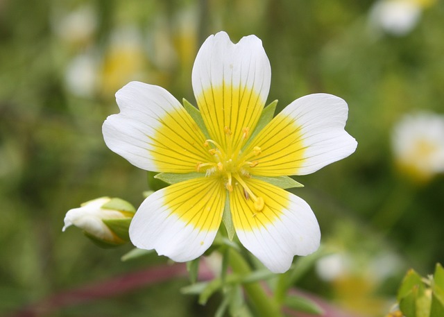 Limnanthes Douglasii 道格拉斯的 - 上的免费照片