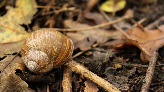 蜗牛 蜗牛壳 秋季 - 上的免费照片