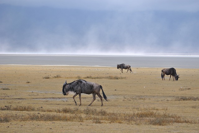 罗火山口 盐湖 Gnu - 上的免费照片