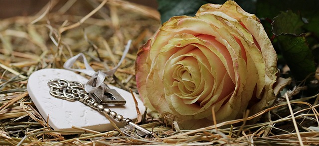 玫瑰 高贵的玫瑰 开花 - 上的免费照片