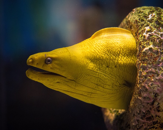 黄色 鳗鱼 水族馆 - 上的免费照片