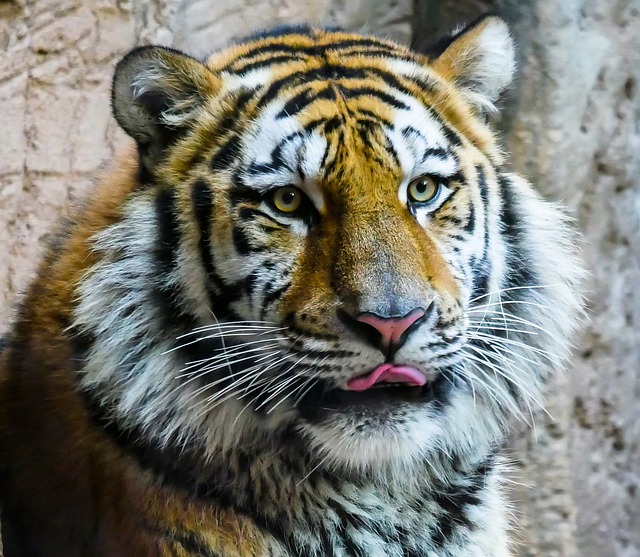 动物 老虎 捕食者 - 上的免费照片