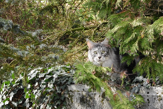 猫 猫在丛林 树木 - 上的免费照片