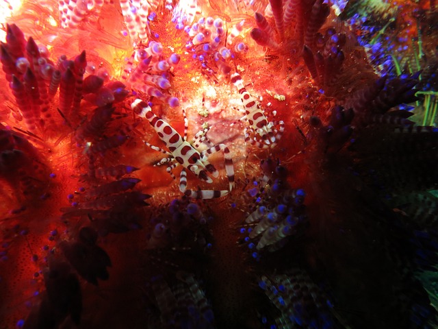 科尔曼虾 虾 共生虾 - 上的免费照片