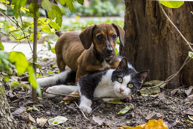 狗 猫 猫友谊 - 上的免费照片