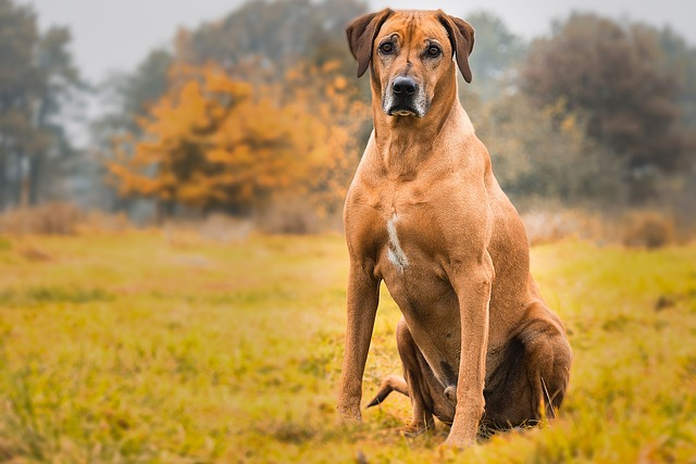 狗 罗得西亚脊背犬 动物 - 上的免费照片