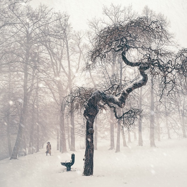 树 冬天 雪 - 上的免费照片