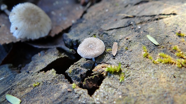 蘑菇 侘寂 自然 - 上的免费照片