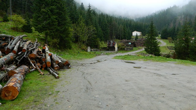 Transfagarasan 山 森林 - 上的免费照片