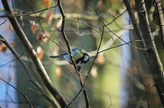 伟大的山雀 山雀 Paridae - 上的免费照片