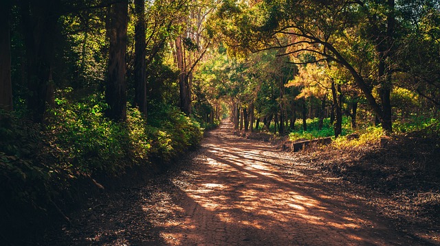 森林 衬套 路 - 上的免费照片