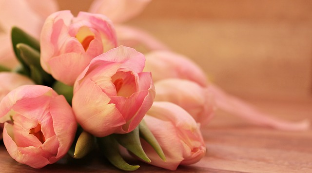郁金香 花 切花 - 上的免费照片