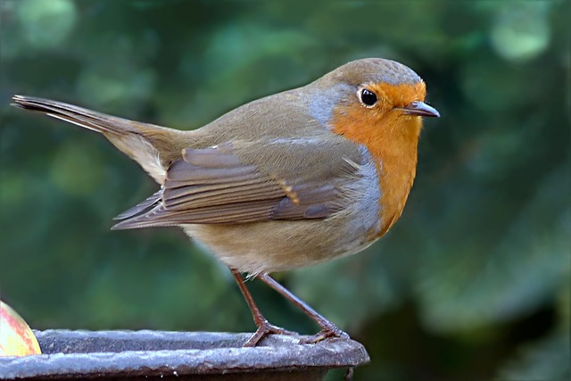 鸟 知更鸟 Erithacus Rubecula - 上的免费照片