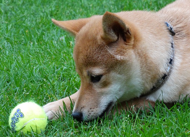 狗 远程访问 柴犬 - 上的免费照片