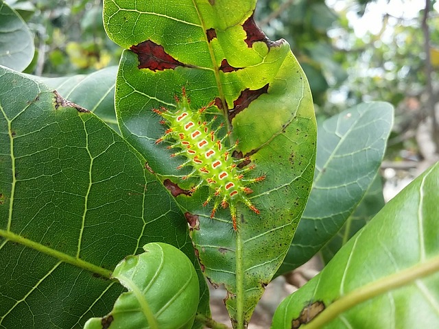 植物 Animais Largarta - 上的免费照片