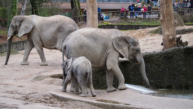 大象 动物园 伍珀塔尔 - 上的免费照片