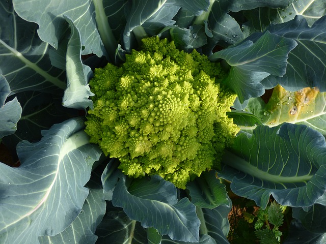 西兰花 Romanesco 蔬菜 - 上的免费照片