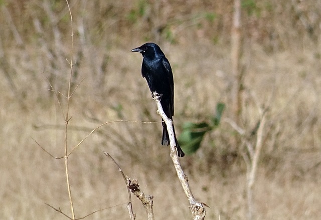 德龙戈 Dicrurus Macrocercus 雀斑 - 上的免费照片