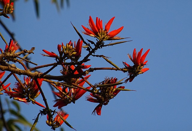 花 刺桐 印度珊瑚Treee - 上的免费照片