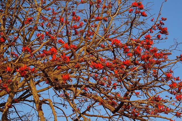 花 刺桐 印度珊瑚Treee - 上的免费照片