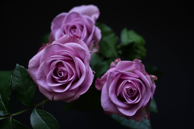 鲜花 玫瑰 紫色的 - 上的免费图片