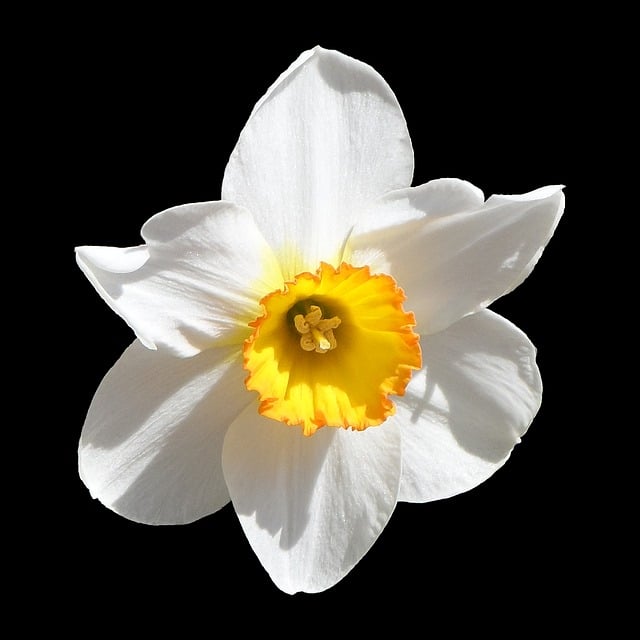 复活节钟声 水仙花 白色的 - 上的免费图片