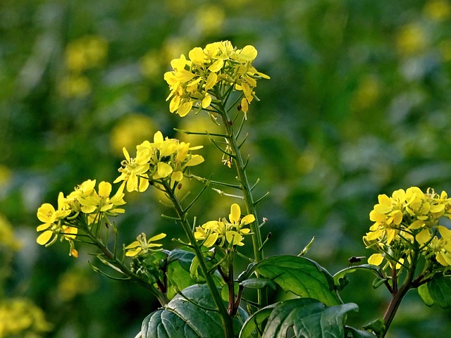 油菜 油菜开花 油菜籽场 - 上的免费照片