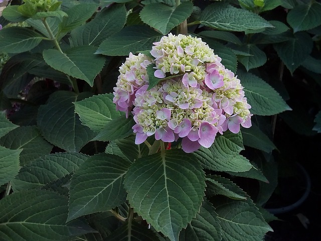 绣球花 绣球花佳 自然 - 上的免费照片