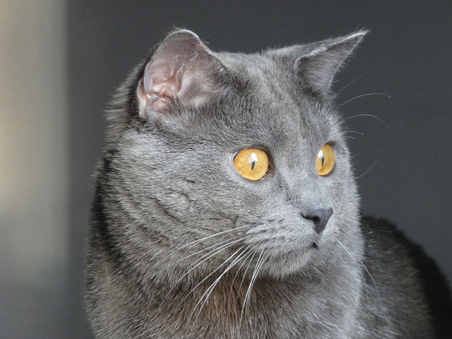 交易所Chartreux 猫 动物 - 上的免费照片