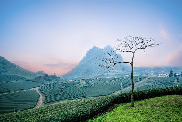 茶园 邮电部洲山茶 红茶园 - 上的免费照片